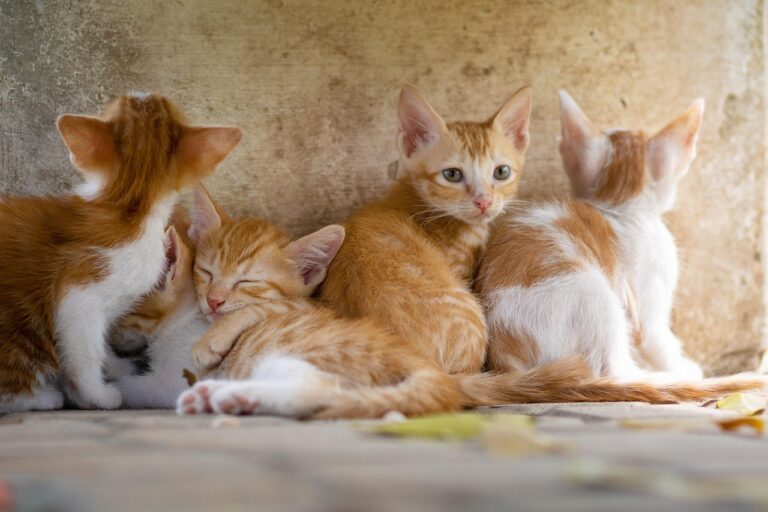 Haustierbesitzer mit Notfallplan schützen Tiere bei plötzlichen Gefahrenlagen sicher und stressfrei