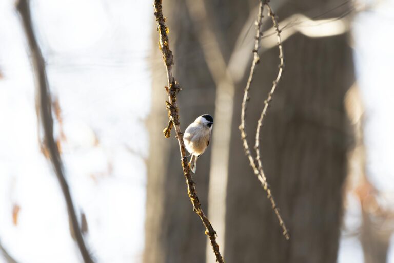 Effektive Strategien zum Heizen bei Blackout für kalte Notfälle Notfall-Heizmethoden bei Stromausfall für sichere Wärme in kalten Wohnungen