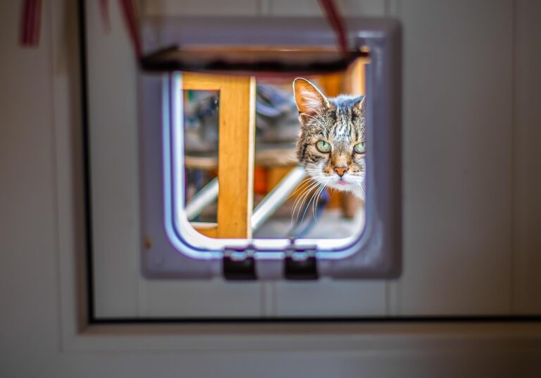 Katzenklappe sichern gegen Eindringlinge und Stromausfall für mehr Sicherheit zuhause