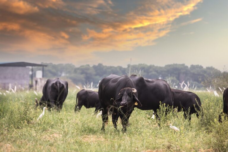 Vergleich von Mikrowelle und Herd für effizientes Energiesparen beim Kochen
